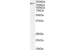 ABIN185687 (2µg/ml) staining of HepG2 cell lysate (35µg protein in RIPA buffer). (DSCAM antibody  (Internal Region))