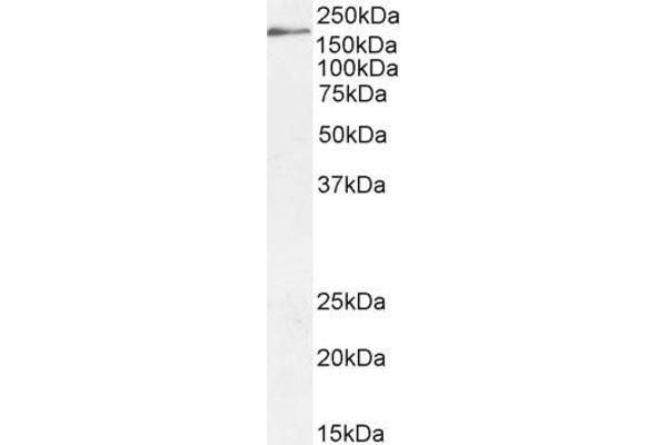 DSCAM anticorps  (Internal Region)