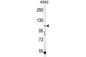 AGBL5 Antibody (N-term) western blot analysis in K562 cell line lysates (35µg/lane).
