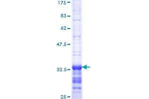 Id2 Protein (AA 1-67) (GST tag)