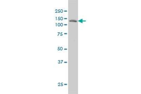 Laminin beta 3 antibody  (AA 1064-1171)