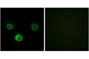 Immunofluorescence (IF) image for anti-Chemokine (C-C Motif) Receptor 4 (CCR4) (AA 211-260) antibody (ABIN2889894) (CCR4 antibody  (AA 211-260))