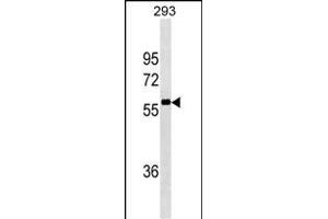 NCOA4 Antibody (ABIN1539864 and ABIN2843837) western blot analysis in 293 cell line lysates (35 μg/lane).