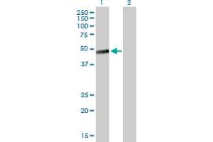 Layilin antibody  (AA 1-374)