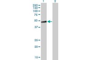 Western Blot analysis of LAYN expression in transfected 293T cell line by LAYN MaxPab polyclonal antibody. (Layilin antibody  (AA 1-374))
