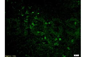 Immunofluorescence (IF) image for anti-Histone 3 (H3) (AA 71-136) antibody (ABIN739109)