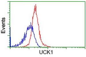 Flow cytometric Analysis of Hela cells, using anti-UCK1 antibody (ABIN2453770), (Red), compared to a nonspecific negative control antibody (ABIN2453770), (Blue). (UCK1 antibody)