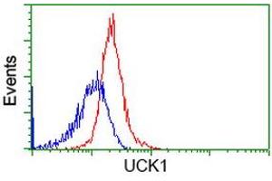Flow cytometric Analysis of Hela cells, using anti-UCK1 antibody (ABIN2453770), (Red), compared to a nonspecific negative control antibody (ABIN2453770), (Blue). (UCK1 antibody)