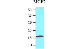 Cell lysates of MCF7 (20 ug) were resolved by SDS-PAGE, transferred to nitrocellulose membrane and probed with anti-human UBE2L6 (1:2000). (UBE2L6 antibody  (AA 1-152))