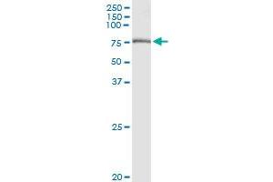 Immunoprecipitation of GBE1 transfected lysate using anti-GBE1 MaxPab rabbit polyclonal antibody and Protein A Magnetic Bead , and immunoblotted with GBE1 purified MaxPab mouse polyclonal antibody (B01P) . (GBE1 antibody  (AA 1-702))