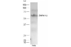 HeLa cell lysates probed with Rabbit Anti-ZNFN1A2 Polyclonal Antibody, Unconjugated (ABIN2180458) at 1:300 overnight at 4 °C. (IKZF2 antibody  (AA 21-120))