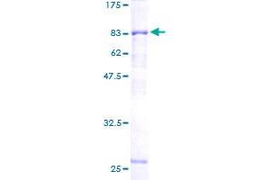 HERPUD1 Protein (AA 1-391) (GST tag)