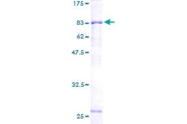 HERPUD1 Protein (AA 1-391) (GST tag)