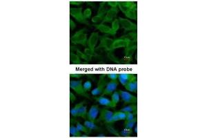 ICC/IF Image Immunofluorescence analysis of paraformaldehyde-fixed HeLa, using TCP-1 epsilon, antibody at 1:200 dilution. (CCT5 antibody)