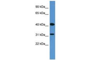 Image no. 1 for anti-Olfactory Receptor, Family 2, Subfamily W, Member 1 (OR2W1) (AA 247-296) antibody (ABIN6746675)