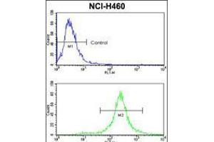 Flow cytometric analysis of NCI-H460 cells usin(bottom histogram) compared to a negative control cell (top histogram). (KIT antibody  (N-Term))