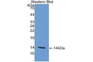 Western Blotting (WB) image for anti-Platelet Factor 4 (PF4) (AA 30-105) antibody (ABIN2118631)