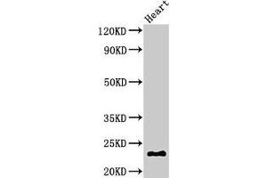 CRYbA4 antibody  (AA 2-196)