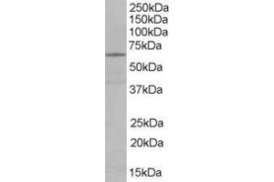 EHD2 antibody  (C-Term)