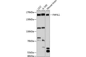 Western blot analysis of extracts of various cell lines, using FMNL1 antibody (ABIN6130398, ABIN6140708, ABIN6140709 and ABIN6216836) at 1:3000 dilution.