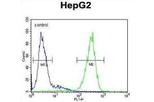 Flow Cytometry (FACS) image for anti-Fucosidase, alpha-L- 1, Tissue (FUCA1) antibody (ABIN3002802) (FUCA1 antibody)