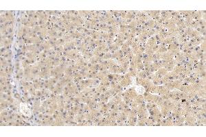 Detection of HRG in Human Liver Tissue using Monoclonal Antibody to Histidine Rich Glycoprotein (HRG) (HRG antibody  (AA 18-254))