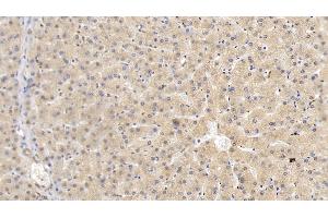 Detection of HRG in Human Liver Tissue using Monoclonal Antibody to Histidine Rich Glycoprotein (HRG) (HRG antibody  (AA 18-254))