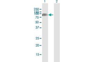 Western Blot analysis of OS9 expression in transfected 293T cell line by OS9 MaxPab polyclonal antibody. (OS9 antibody  (AA 1-612))