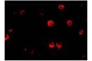 Immunofluorescence of AES in 293 cells with AES Antibody at 20 μg/ml. (AES antibody  (N-Term))