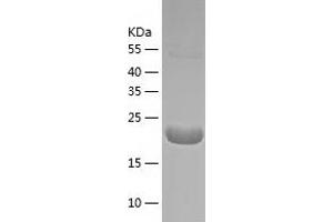 Western Blotting (WB) image for Polymerase (RNA) III (DNA Directed) Polypeptide H (22.9kD) (POLR3H) (AA 1-204) protein (His tag) (ABIN7289555) (POLR3H Protein (AA 1-204) (His tag))