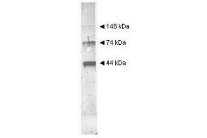 Image no. 1 for anti-Alcohol Dehydrogenase (ADH) (Internal Region) antibody (ABIN799748) (Alcohol Dehydrogenase (ADH) (Internal Region) antibody)