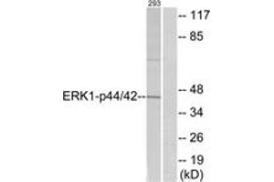 Western blot analysis of extracts from 293 cells, treated with EGF 200 ng/ml 30', using p44/42 MAP Kinase (Ab-202) Antibody. (ERK1/2 antibody  (AA 169-218))