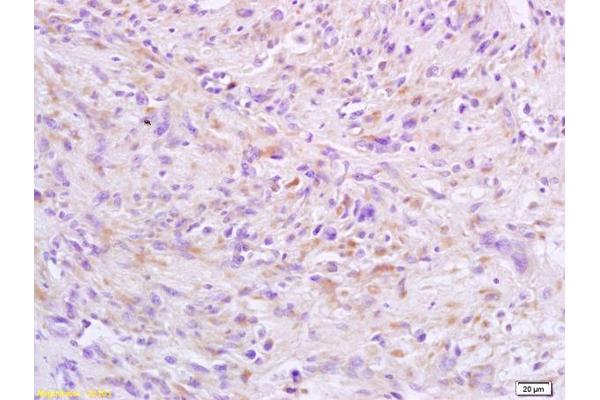 HSF2 antibody  (AA 401-536)