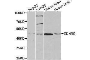 Western blot analysis of extracts of various cell lines, using EDNRB antibody.