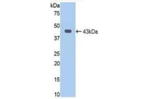 Western blot analysis of recombinant Human JAG1. (JAG1 antibody  (AA 470-834))