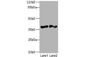 Western blot All lanes: DNAJB4 antibody at 2 μg/mL Lane 1: Hela whole cell lysate Lane 2: Mouse heart tissue Secondary Goat polyclonal to rabbit IgG at 1/10000 dilution Predicted band size: 38 kDa Observed band size: 38 kDa (DNAJB4 antibody  (AA 1-337))