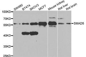 Western blot analysis of extracts of various cell lines, using SMAD5 antibody. (SMAD5 antibody)