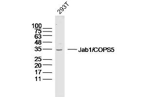 Human 293T lysates probed with Jab1 Polyclonal Antibody, Unconjugated  at 1:300 dilution and 4˚C overnight incubation. (COPS5 antibody  (AA 221-334))