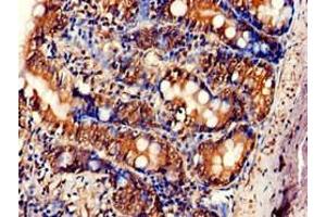 Immunohistochemistry of paraffin-embedded human small intestine tissue using ABIN7166468 at dilution of 1:100 (F2RL1 antibody  (AA 348-397))