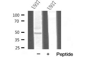 Western blot analysis of TRAF1 expression in U937 cell lysate (TRAF1 antibody  (C-Term))