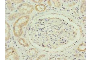 Immunohistochemistry of paraffin-embedded human kidney tissue using ABIN7160098 at dilution of 1:100 (FAM96B antibody  (AA 1-163))