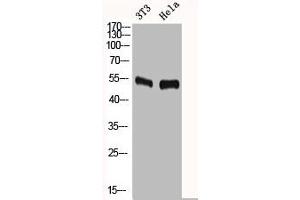 Western Blot analysis of NIH-3T3 HELA cells using c-Fos Polyclonal Antibody (c-FOS antibody  (N-Term))