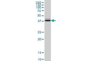 CTH monoclonal antibody (M03), clone S51 Western Blot analysis of CTH expression in K-562 . (CTH antibody  (AA 1-405))