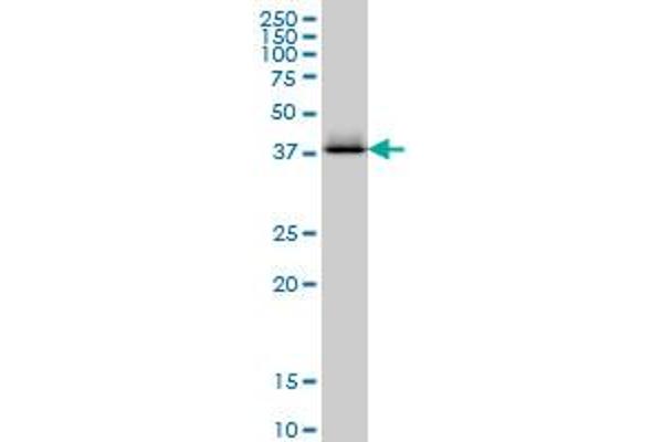 CTH antibody  (AA 1-405)