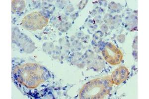 Immunohistochemistry of paraffin-embedded human pancreatic tissue using ABIN7175148 at dilution of 1:100 (Urotensin 2 antibody  (AA 35-124))