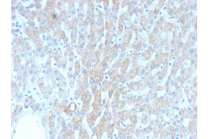 Formalin-fixed, paraffin-embedded human Liver stained with HSP60 Mouse Recombinant Monoclonal Antibody (rGROEL/780). (Recombinant HSPD1 antibody)