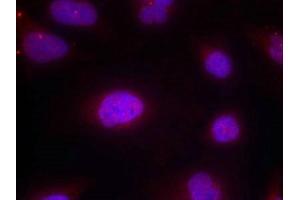 Immunofluorescence staining of methanol-fixed Hela cells using Cyclin B1(phospho-Ser147) Antibody. (Cyclin B1 antibody  (pSer147))