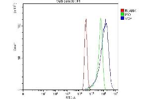 Flow Cytometry analysis of MCF-7 cells using anti-VCP antibody (ABIN7599605). (VCP antibody  (AA 10-512))