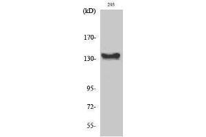 Western Blotting (WB) image for anti-C-Abl Oncogene 1, Non-Receptor tyrosine Kinase (ABL1) (C-Term) antibody (ABIN3174117) (ABL1 antibody  (C-Term))