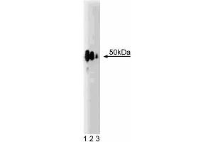 Western blot analysis of Hic-5 on a rat lung lysate. (TGFB1I1 antibody  (AA 73-186))